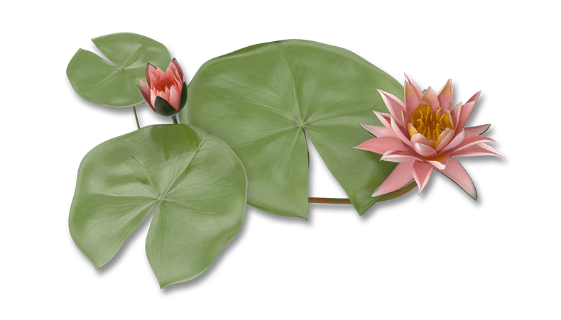 Lily Pads and Lotus Flower